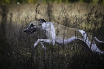 Whippet on a walk in the park