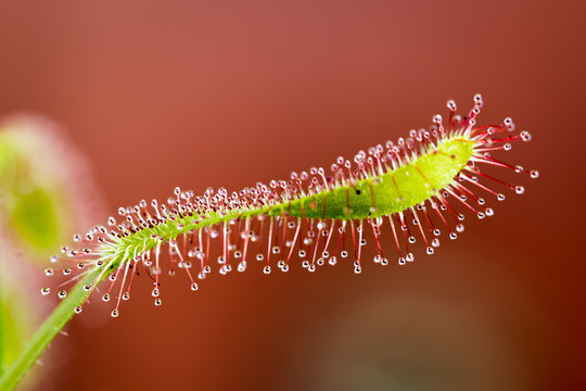 Carnivorous Plant: Sundew