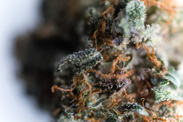 Cannabis Macro Trichomes up close Marijuana