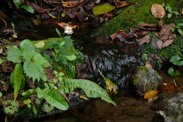 小川の傍に咲く一本の野菊