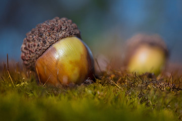 acorn