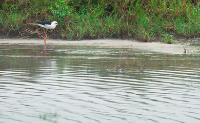 bird