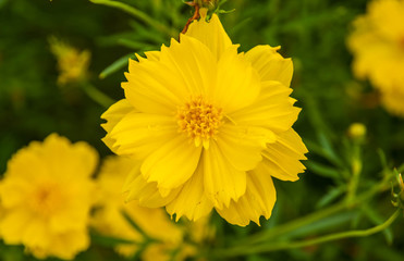 Yellow Cosmos flower 