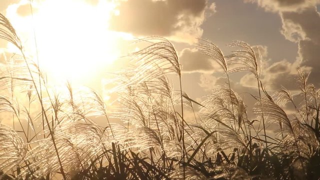 風になびくススキ
