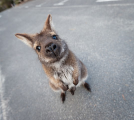Red necked wallaby standing in a funny pose looking into the camera. Tasmania, Australia