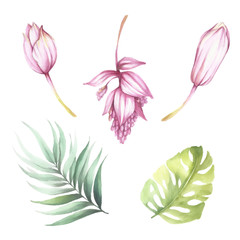 Set of tropical flowers and leaves. Watercolor illustration.