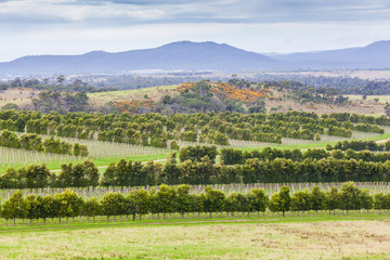 Vine rows in Devil's Corner winery, Apslawn, Tasmania, Australia