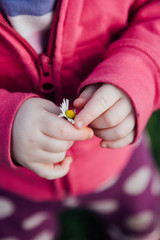 Close up detail of toddler girl's hands playing with a small daisy flower
