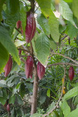 Fruto del cacao maduros en el &aacute;rbol
