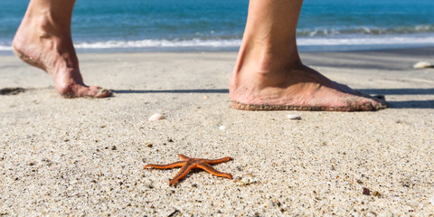 starfish on the beach