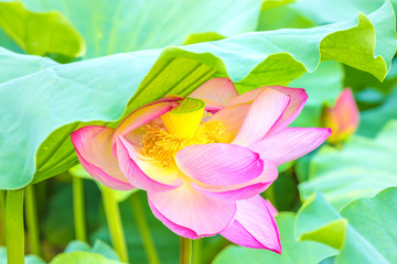 Obraz na płótnie Canvas The Lotus Flower.Background is the lotus leaf and lotus bud.