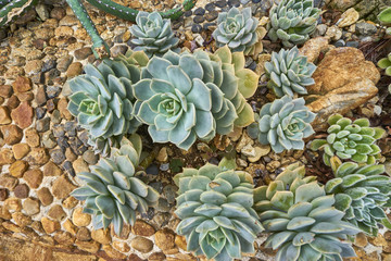 Agave potatorum Plant