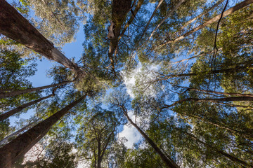 Looking high up at tall eucalyptus tree tops in Mt. Field National Park, Tasmania, Australia.
