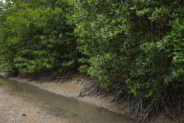 Mangrove forest