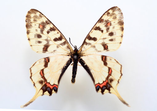Dragon swallowtail(Sericinus montela) specimen isolated