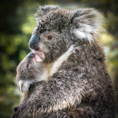 Koala and Joey