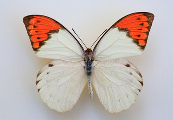 Fototapeta premium Great Orange Tip (Hebomoia glaucippe) specimen isolated
