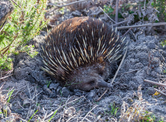 Echidna in native Australian settings