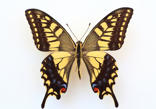 Old World Swallowtail (Papilio machaon) specimen isolated