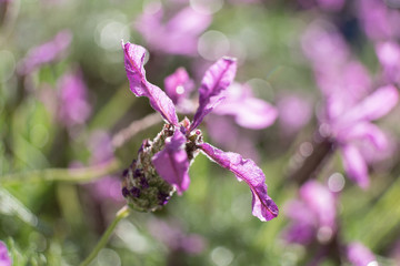 Extreme closeup with bokeh and shallow depth of field of lavender flowers.