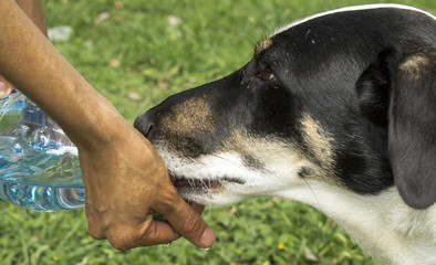 perro mestizo con ser bebe agua de mano de persona el agua que cae de una botella 