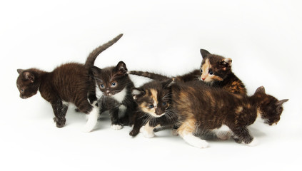 A lot of little funny kittens on white background