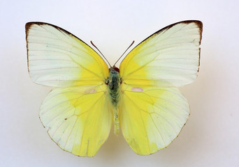 The Lesser Albatross (Appias paulina) male specimen isolated 