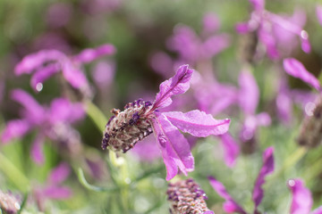 Macro closeup of lavender flower with shallow depth of field.
