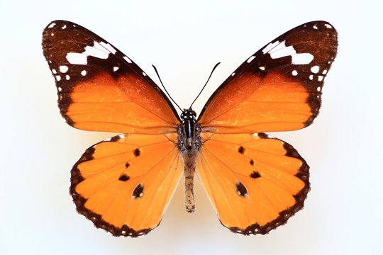 Monarcha Bilder Durchsuchen 5,558 Archivfotos, und