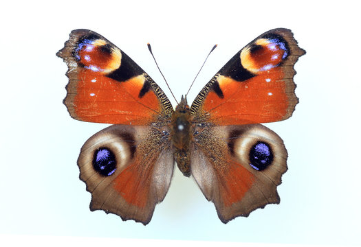 Peacock butterfly (Inachis io) specimen isolated
