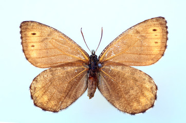 Fototapeta premium Melissa Arctic (Oeneis melissa) specimen isolated