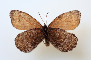 Naklejka premium Melissa Arctic (Oeneis melissa) specimen isolated