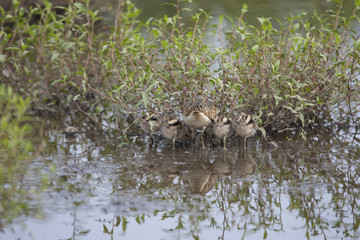 Painted snipe/This bird's name is Painted snipe. There are  four babies.