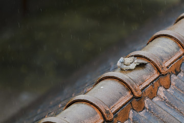 Wet Pigeon playing the rain on the old roof on a rainy day.