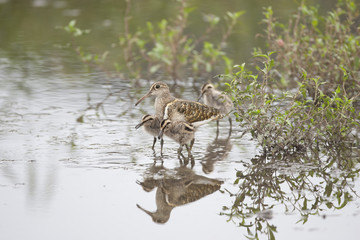 Painted snipe/This bird's name is Painted snipe. There are babies.