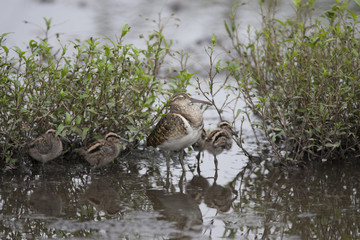 Painted snipe/This bird's name is Painted snipe.
 He is sleeping look like smile. There are four...