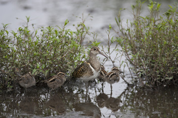 Painted snipe/This bird's name is Painted snipe. There are four babies.