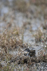 Painted snipe/This is wild bird photo which was  took in Japan. This bird name is Painted snipe. He is sleeping on the nest with opened eye.