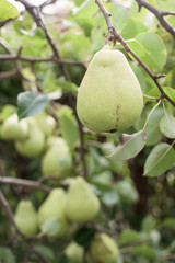 Ripe pear on a branch