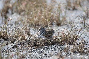 Painted snipe/This is wild bird photo which was  took in Japan. This bird name is Painted snipe. He is sleeping on the nest,look like smile.