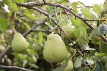 Pear on a tree