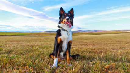 Border Collies