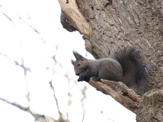 樹上で休む冬の日のエゾリス