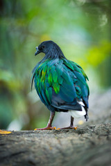 Nicobar Pigeon