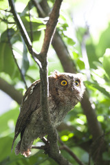 Ryukyu scops owl/ This is wild bird photo which was took in Miyako-island Okinawa Japan. This bird name is Ryukyu scops owl.