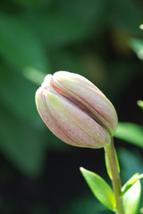 Бутон лилии