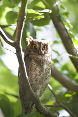 Ryukyu scops owl/ This is wild bird photo which was took in Miyako-island Okinawa Japan. This bird name is Ryukyu scops owl.