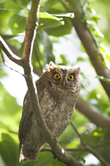 Ryukyu scops owl/ This is wild bird photo which was took in Miyako-island Okinawa Japan. This bird name is Ryukyu scops owl.