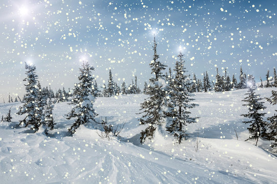 spruce forest snow snowflakes stars