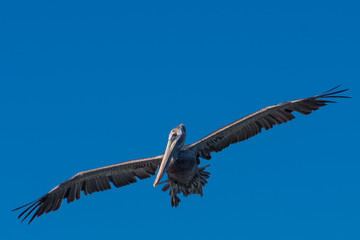 Aves Marinas (Seabirds)